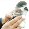 Bermuda Petrel